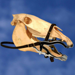 Specialitati pentru cabaline - Speculum bucal Hausmann